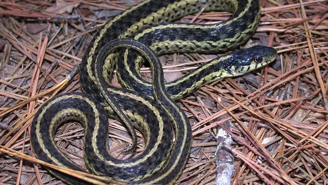 Eastern Garter Snake (Thamnophis sirtalis sirtalis)