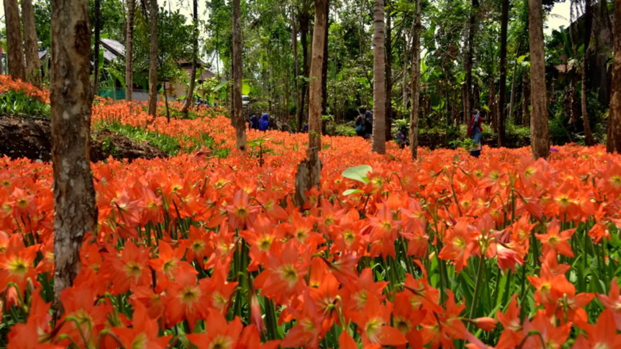 Potret Eksotisme Kebun Bunga Amaryllis Sebelum Jadi Korban Turis