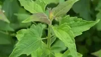Daun Balakacida (rri.co.id)