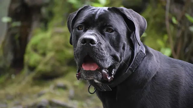 Cane Corso