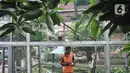 Acong (53), seorang petugas PPSU Kelurahan Klender saat memberi pakan burung yang dipelihara di halaman Kantor Kelurahan Klender, Jakarta Timur, Rabu (15/6/2022). Berawal dari hobi, Acong bersama rekan PPSU Kelurahan Klender menyulap lahan kosong menjadi sangkar burung kicau sebagai upaya mempercantik lingkungan.  (merdeka.com/Iqbal S. Nugroho)