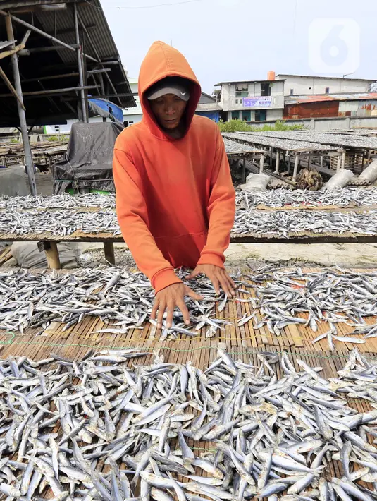 Pekerja menjemur ikan asin di Jakarta, Minggu (6/2/2022). Pengusaha ikan asin di daerah tersebut mengaku mengurangi produksinya karena permintaan pasar sedang turun dan terkendala proses pengeringan akibat curah hujan. (Liputan6.com/Angga Yuniar)