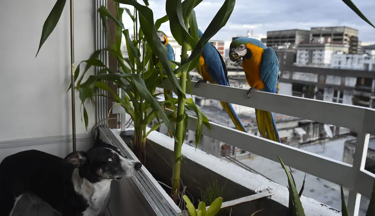 Seekor anjing mengamati burung macaw (sejenis beo)  di balkon sebuah gedung apartemen di Caracas pada 18 November 2018. Setiap sore, puluhan macaw liar berduyun-duyun ke balkon dan teras tempat warga menaruh makanan untuk mereka. (YURI CORTEZ/AFP)