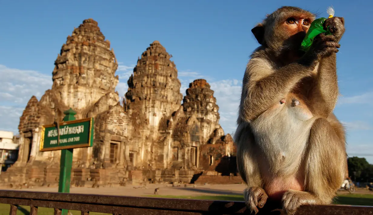 Seekor monyet sedang minum di depan candi Phra Prang Sam Yot selama Festival Monkey Buffet, kuil Phra Prang Sam Yot, Bangkok, Thailand (27/11).(REUTERS/Chaiwat Subprasom)