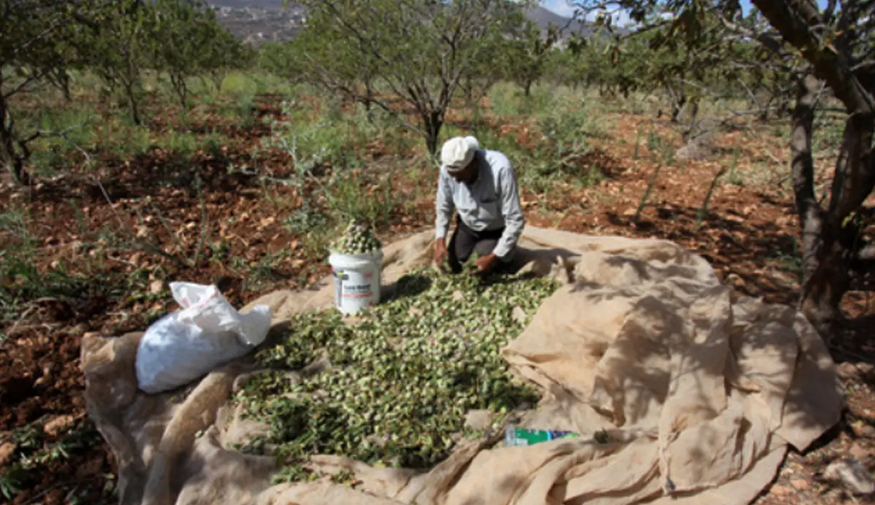 Petani Palestina Abdullah Hanni mengumpulkan badam hijau di Desa Beit Furik, Nablus timur, Tepi Barat (9/7/2020).  Tumbuhan ini berada di klasifikasi yang sama dengan persik dalam subgenus Amygdalus di dalam Prunus. (Xinhua/Nidal Eshtayeh)