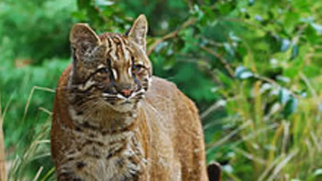 Dikira Anak Harimau, Kucing Emas Terperangkap di Garasi Mobil Warga