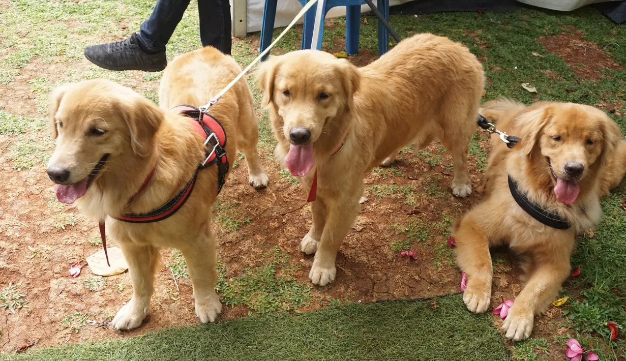 Warga dan hewan peliharaannya menunggu pemasangan microchip di Jakarta (6/10). Dinas KPKP DKI Jakarta bersama JAAN mensosialisasikan pemasangan Microchip untuk anjing dan kepemilikan hewan yang bertanggung jawab. (Doc. world rabies day 2018)