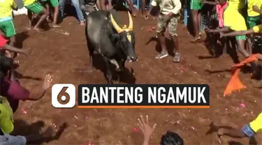 BANTENG NGAMUK