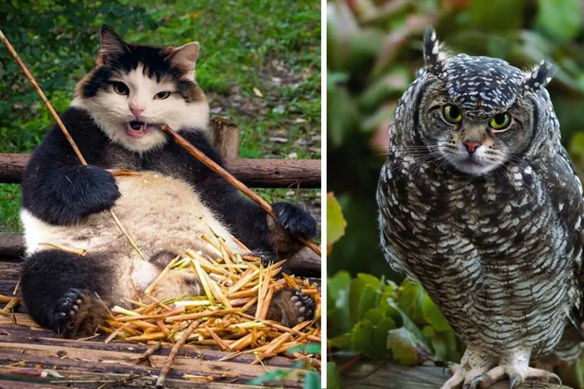 Kucing Jadi Hal Lain, Begini Rupanya