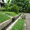 9 Tanaman Penutup Tanah untuk Area Drainase, Halaman Lebih Rapi dan Bebas Erosi