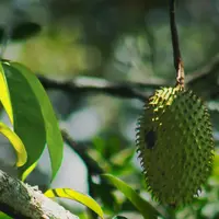 Beragam Manfaat dari Daun Sirsak yang Perlu Diketahui