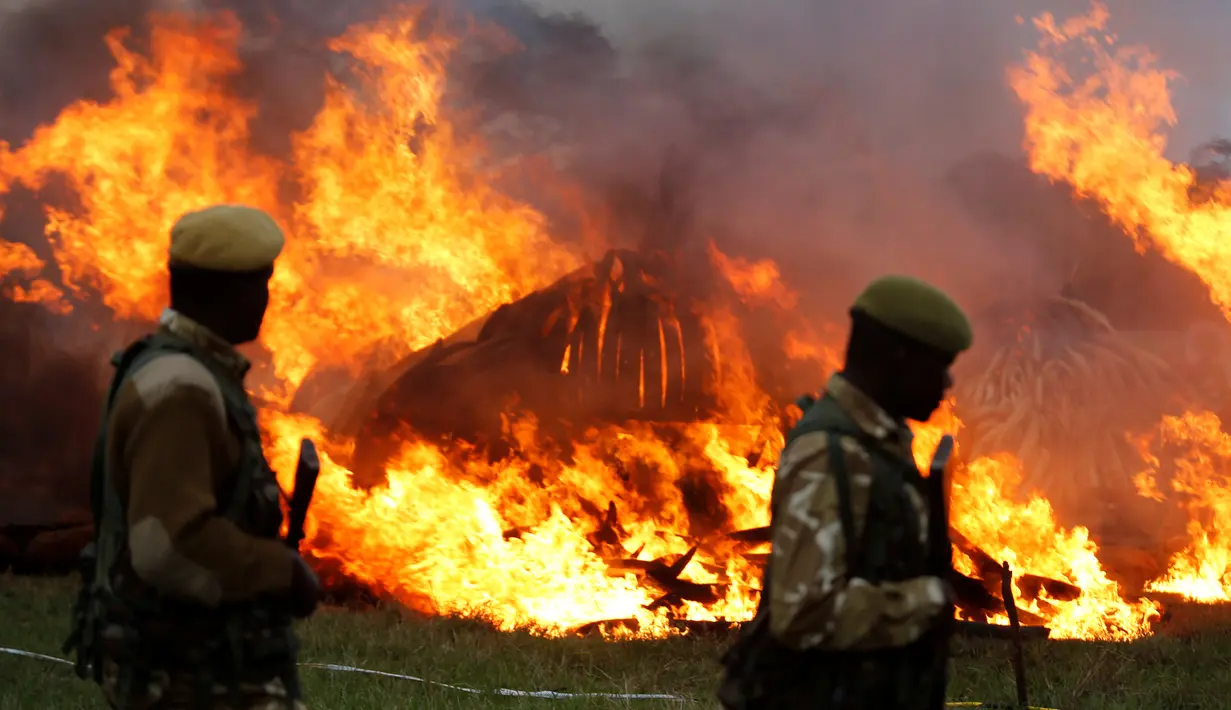 Tentara Kenya berjaga di sekitar lokasi pembakaran gading di Nairobi National Park, Kenya (30/4). Petugas memusnahkan sekitar 105 ton gading hasil penyitaan dari penyelundup dan pemburu. (Reuters/Thomas Mukoya)