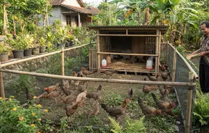 7 Cara Membuat Area Umbaran Ayam Kampung Hemat Lahan