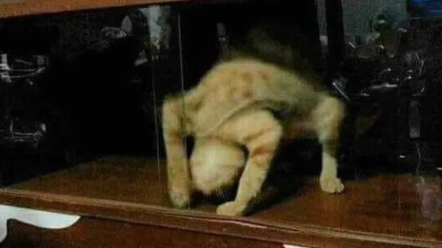6 Potret Kucing Banyak Tingkah Ini Lucu, Terlalu Atraktif