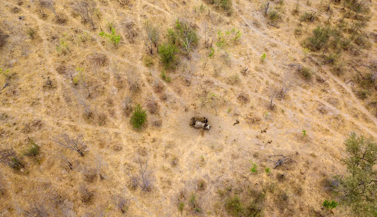 Foto dari udara memperlihatkan bangkai gajah yang mati karena kekeringan di Taman Nasional Hwange, Zimbabwe, Selasa (12/11/2019). Lebih dari 200 gajah di Taman Nasional Hwange mati akibat kekeringan. (ZINYANGE AUNTONY/AFP)