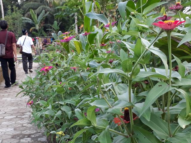 Semerbak Pagi Taman Bunga Di Jalan Desa Kalilunjar Regional Liputan6 Com