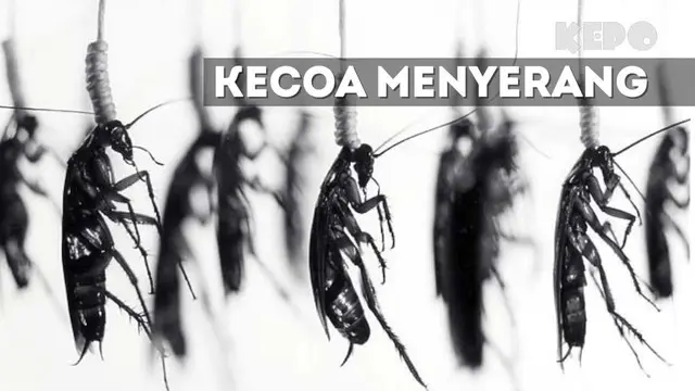 KEPO: Teror Kecoak yang Membuat Masyarakat Sedih hingga Kesakitan