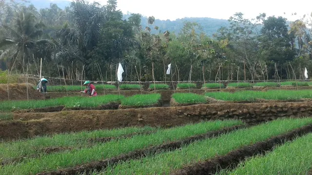 Petani bawang di Brebes tengah merawat tanamannya. (Foto: Liputan6.com/Muhamad Ridlo)