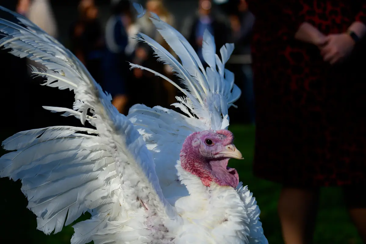 Ampuni Kalkun dari Ritual Thanksgiving