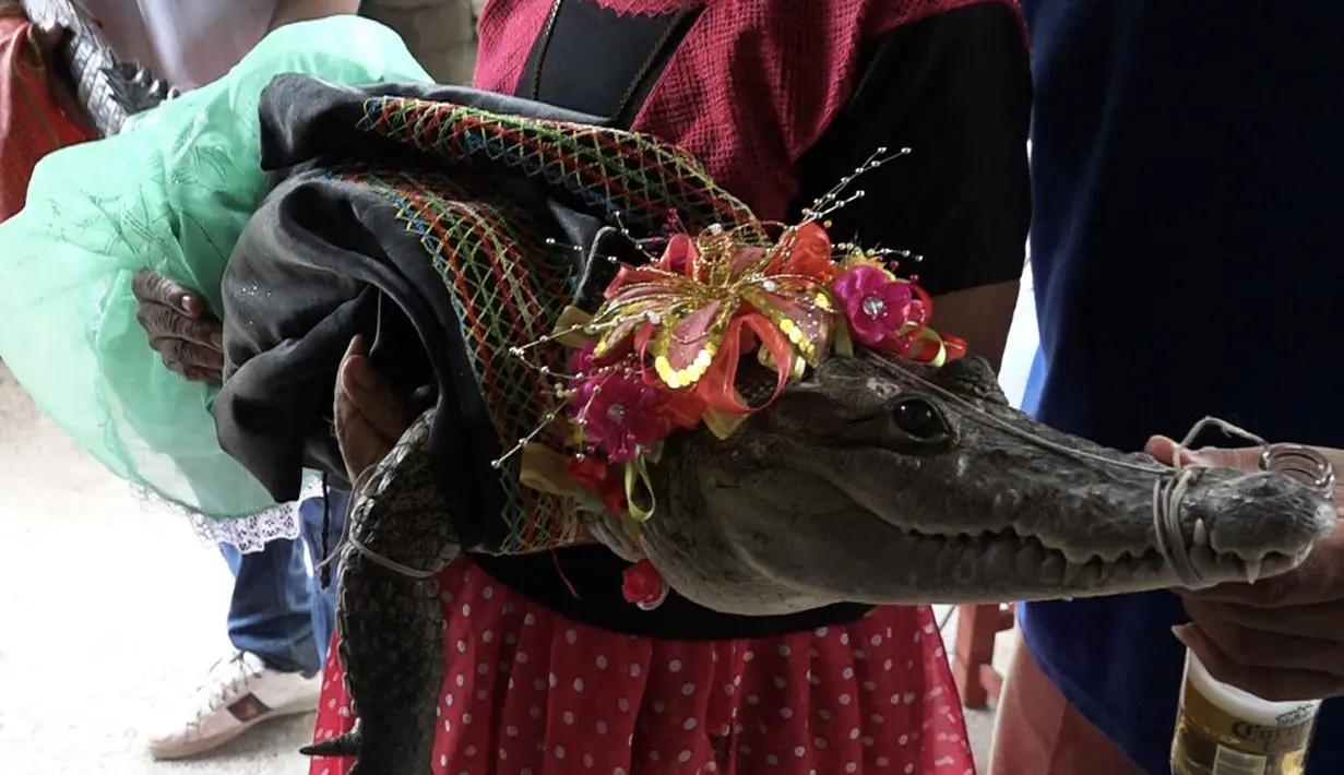 <p>Pada pernikahan tersebut, terlihat para warga mendandani buaya dengan gaun pengantin putih. Bahkan, buaya betina itu menggunakan renda-renda kepala berhiaskan bunga seperti pengantin manusia pada umumnya. (RUSVEL RASGADO/AFP)</p>