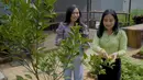Kebun sayur Prilly Latuconsina (Youtube/ Prilly Latuconsina)