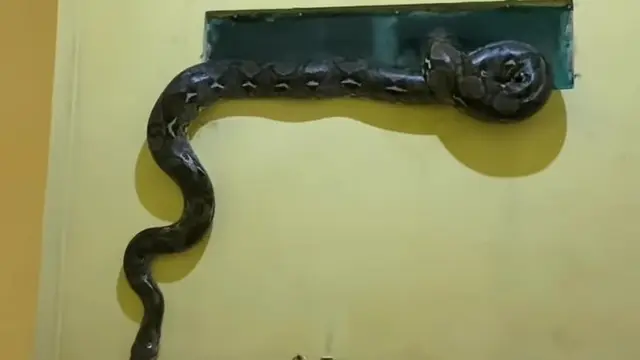 Ular Piton di Tempat Sempit