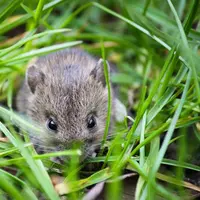 Tidak hanya mampu mengunyah kabel, tikus juga dapat menyebabkan kerusakan dan kekacauan lainnya di rumah Anda.