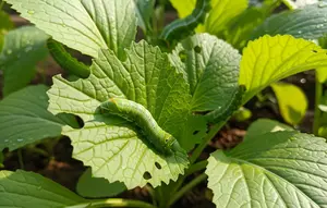 10 Cara Membasmi Ulat Daun Tanpa Merusak Tanaman, Ampuh Pakai Bahan Sederhana