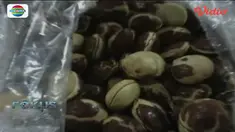 Permintaan terhadap jengkol di bulan Ramadan meningkat.