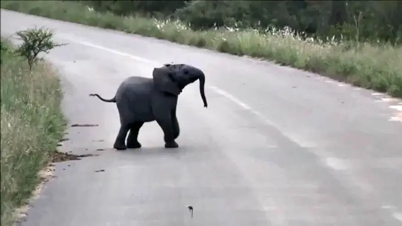 Lucunya Bayi Gajah Sibuk Mengejar Sejumlah Burung Gagak (*MINGGU)