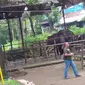 Kandang gajah di Kebun Binatang Taman Sari, Kota Bandung, Jawa Barat. (Liputan6.com/Aditya Prakasa/Arie Nugraha)