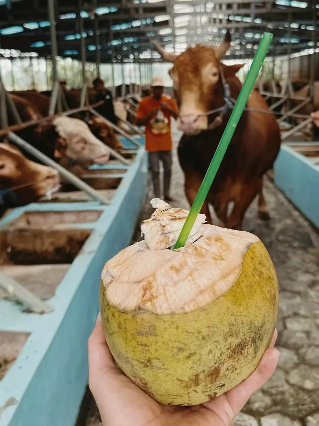 7 Potret Usaha Peternakan Sapi Milik Atta Halilintar, Ramai Jelang Idul Adha