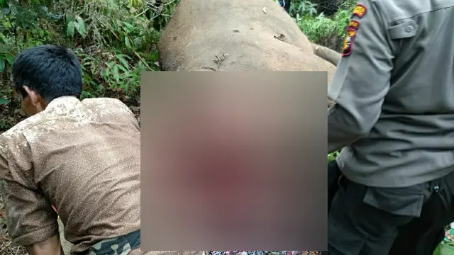 Sadis, Pemburu Liar Kuliti Kepala Gajah Jantan di Riau