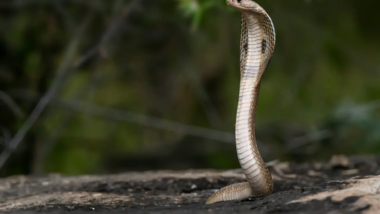 Cobra