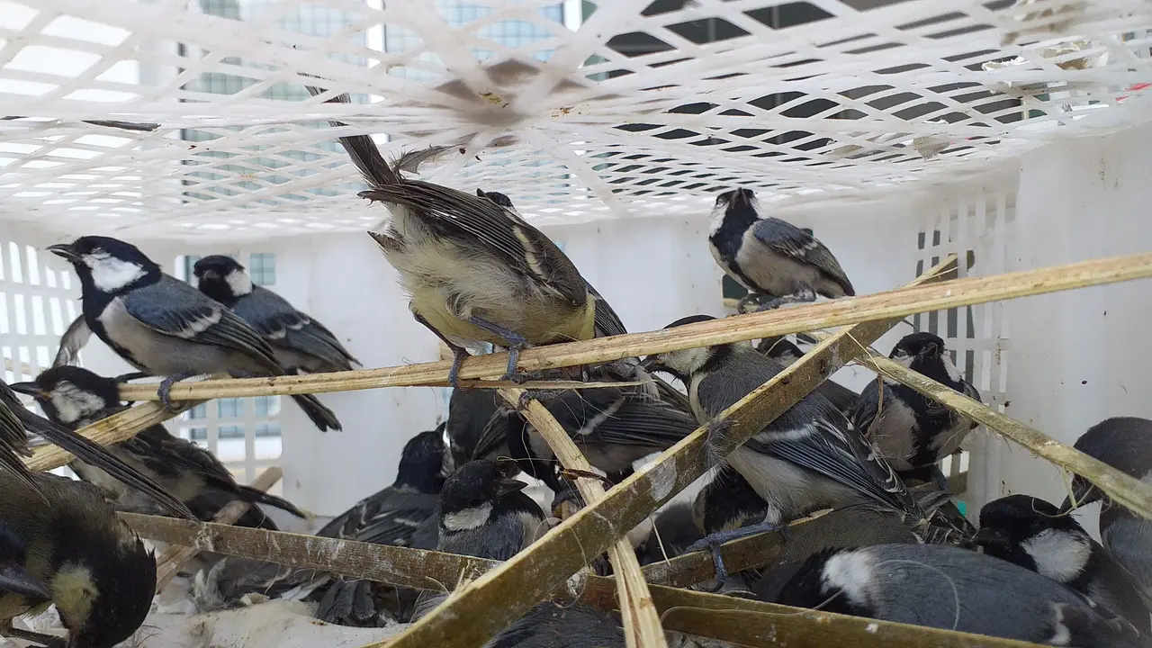 Barang bukti penyelundupan burung liar yang berhasil digagalkan oleh FLIGHT dan Karantina Lampung di Pelabuhan Bakauheni, Lampung Selatan. Foto : (Istimewa).