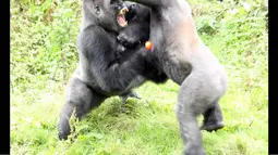 Para gorila ini saling memukul, mencakar hingga menggigit demi mendapatkan tomat yang dilemparkan petugas Kebun Binatang Paignton, Devon (3/10/14). (Dailymail)