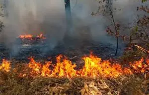 30 Hektare Lahan Terbakar di Sukabumi, Dipicu Ulah Manusia