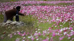 Seorang pengunjung yang mengenakan masker mengambil gambar bunga cosmos yang bermekaran di Paju, Korea Selatan pada 14 Oktober 2020. (AP Photo/Lee Jin-man)