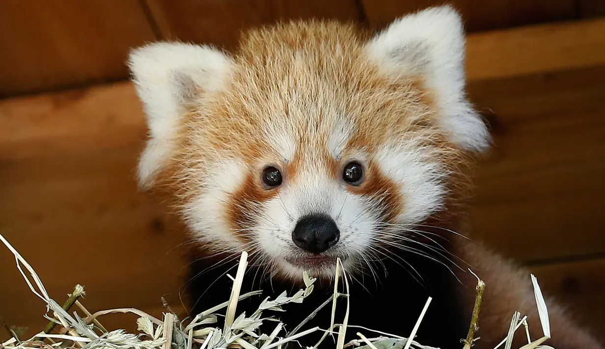 Bayi panda merah berada di kandangnya di Kebun Binatang Biotropica di Val-de-Reuil, Prancis, (28/8). Bayi panda merah ini lahir pada 16 Juni 2018 di Prancis. (AFP Photo/Charly Triballeau)