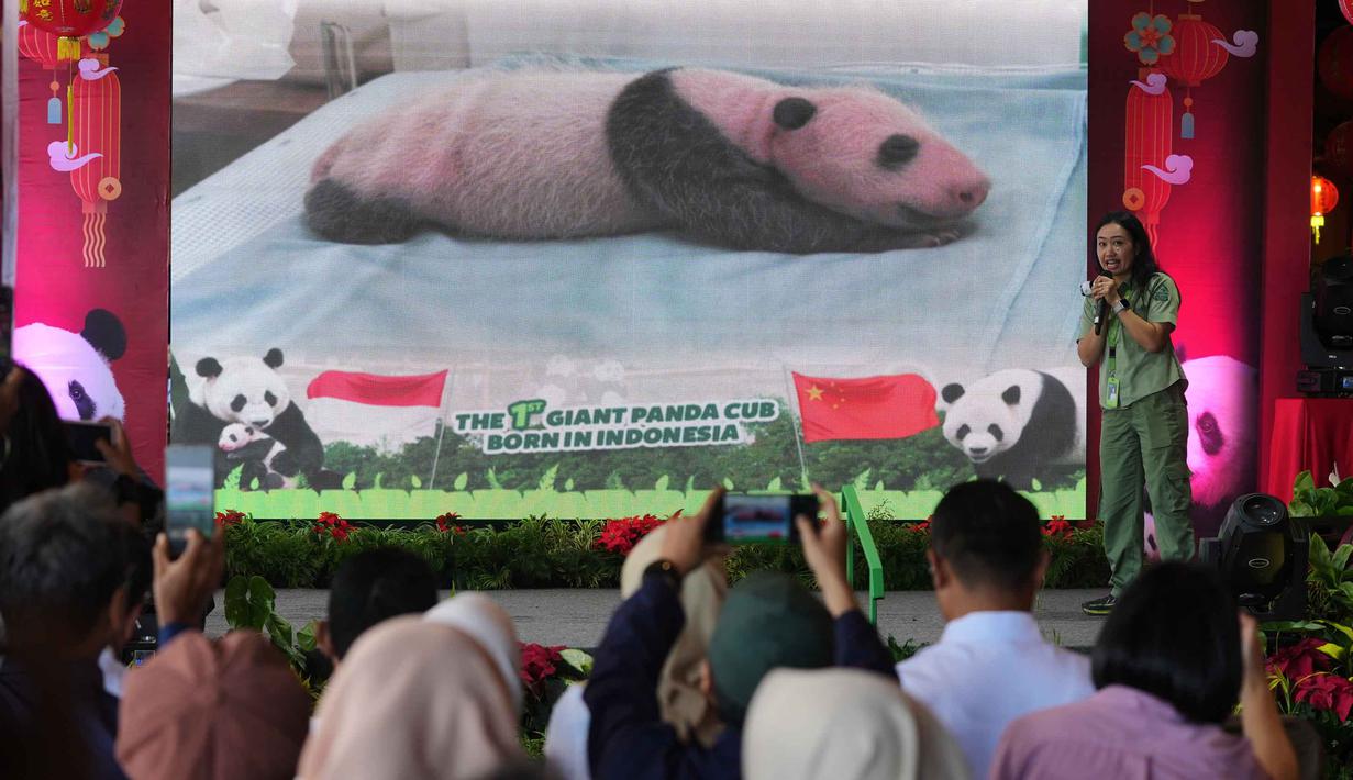 Gambar Satrio Wiratama, yang dijuluki 'Rio', anak panda raksasa pertama yang lahir di Indonesia, ditampilkan di layar selama konferensi pers di Taman Safari Indonesia, Bogor, Jawa Barat, Selasa 6 Januari 2026. Taman Safari Indonesia resmi mengumumkan kelahiran bayi panda raksasa pertama di Indonesia. (AP Photo/Dita Alangkara)
