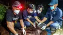 Petugas Balai Konservasi Sumber Daya Alam (BKSDA) bersama Orangutan Foundation International (OFI) memeriksa seekor orangutan setelah dievakuasi dari kawasan kebakaran hutan dan lahan di Baamang, Kabupaten Kotawaringin Timur, Kalimantan Tengah, Rabu (14/10/2026). Kebakaran hutan dan lahan yang melanda wilayah Kalimantan dan Sumatra menyebabkan kabut asap berbahaya menyelimuti sejumlah kawasan di Indonesia, Malaysia, dan Singapura selama beberapa pekan. Asap kebakaran turut berdampak pada kualitas udara dan mengancam habitat satwa liar. (REINA/AFP)