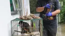 Dokter hewan yang juga aktivis ASTI bersiap mengambil sampel darah Elang Bondol (Haliastur indus) yang merupakan hasil sitaan dari warga di tempat Pusat Transit Satwa Gadog ASTi, Bogor, Senin (11/3). (merdeka.com/arie basuki)