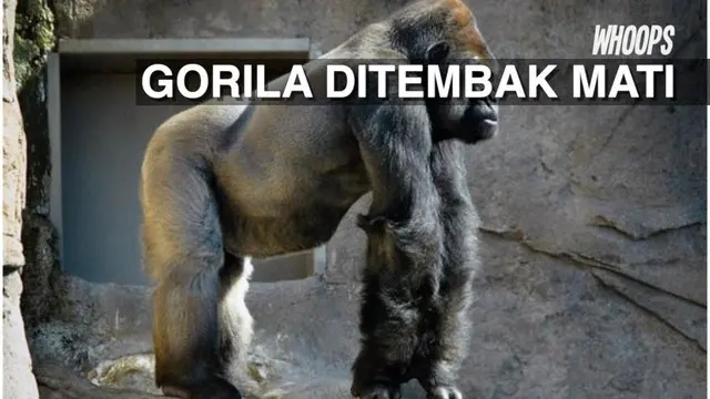 WHOOPS: Seekor Gorila Ditembak Mati Setelah Seret Balita 10 menit