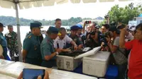 Kementerian Kelautan dan Perikanan bersama TNI AL gagalkan penyelundupan benih lobster (Foto:Liputan6.com/Ajang Nurdin)