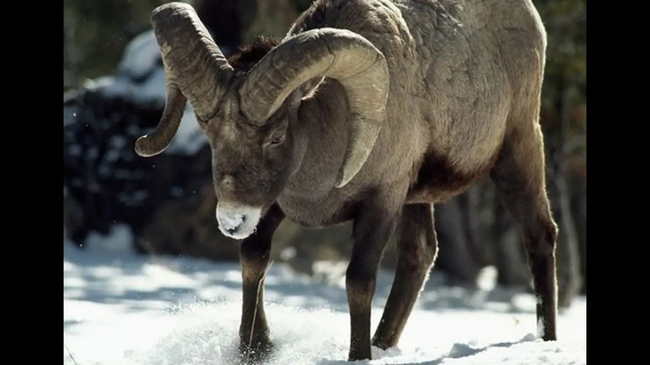 Year of Goat - Chinese New Year 2015