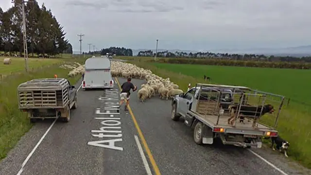 Hewan di Google Street View (Sumber:Boredpanda)