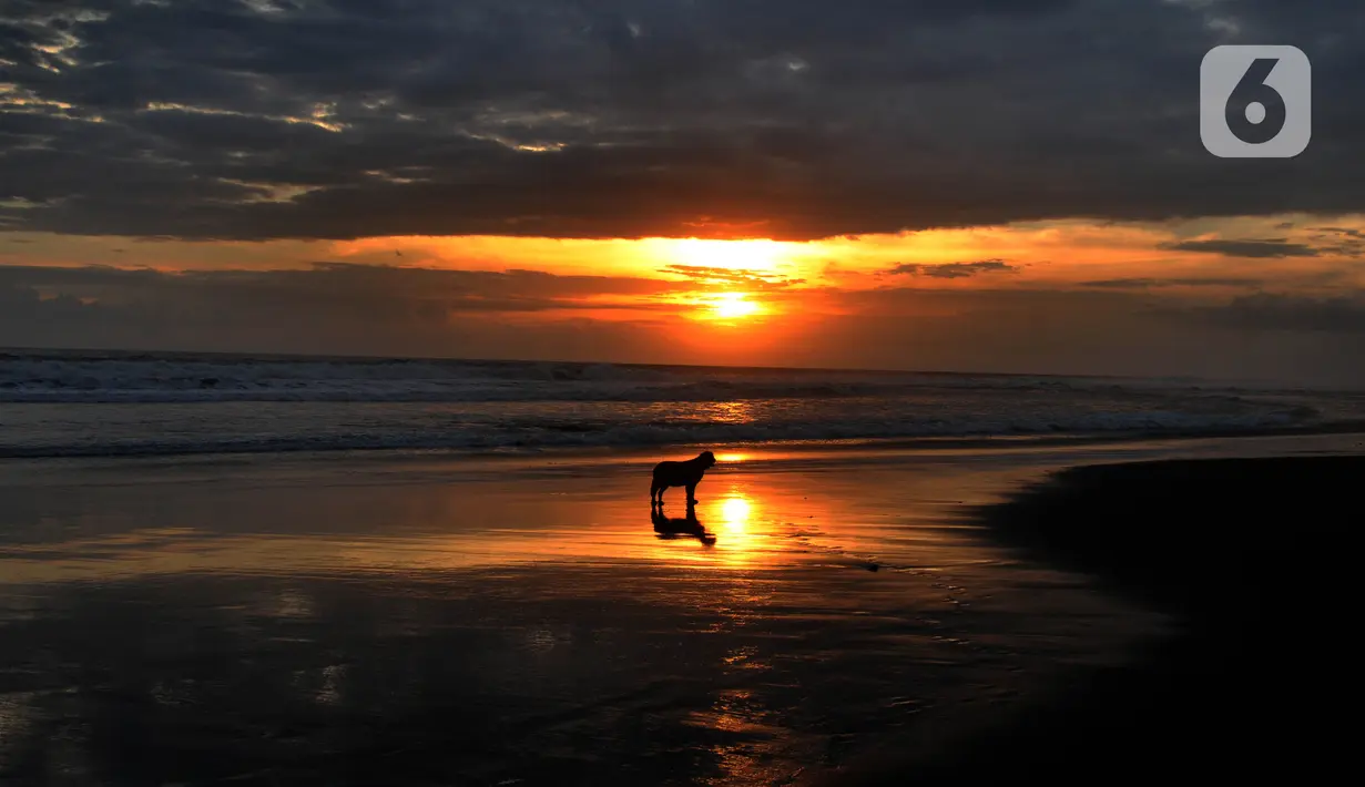 Seorang anjing terlihat di kawasan Pantai Pasut, Tabanan, Bali, Sabtu (4/9/2021). Menteri Pariwisata dan Ekonomi Kreatif Sandiaga Uno menyebut okupansi di berbagai destinasi wisata di Bali masih mengalami kontraksi signifikan. (merdeka.com/Arie Basuki)