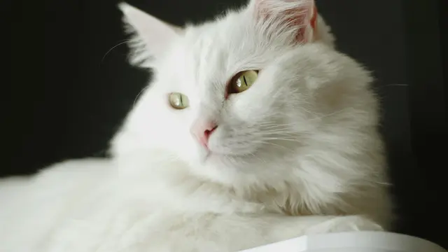 Turkish Angora