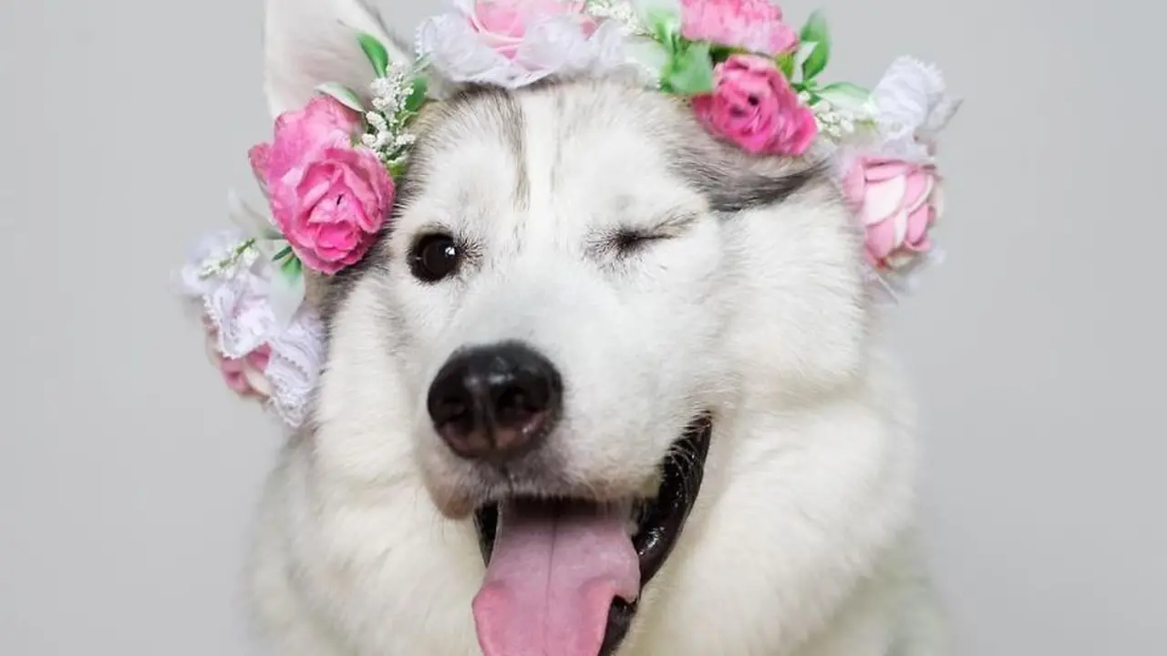 [Bintang] Anjing 