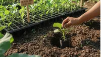 6 Pilihan Benih Sayuran dan Rempah Cepat Panen untuk Pemula, Wajib Dicoba